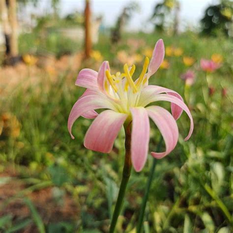 Rain Lily Pink Spider – Krishna’s Dream World
