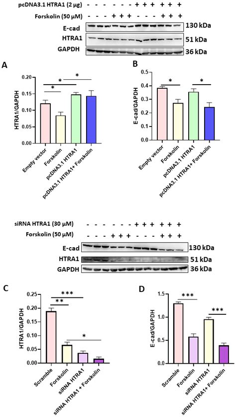 HTRA1 in Placental Cell Models: A Possible Role in Preeclampsia