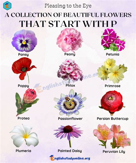 Pick Your Favorite: 10 Pretty Flowers That Start with P - English Study ...