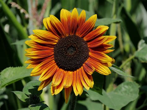 Indian Blanket Sunflowers | Heavenly Seed