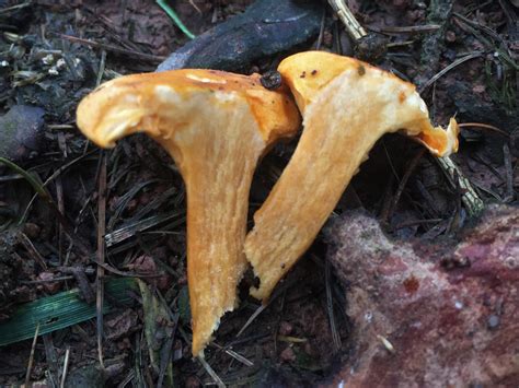 False Chanterelle Identification