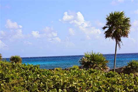 Wildlife Observation Journal: Coati, agouti, iguanas, and captive animals on a resort - Quintana ...