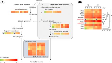 Terpenoid biosynthesis and regulation. a Relative expression of ...