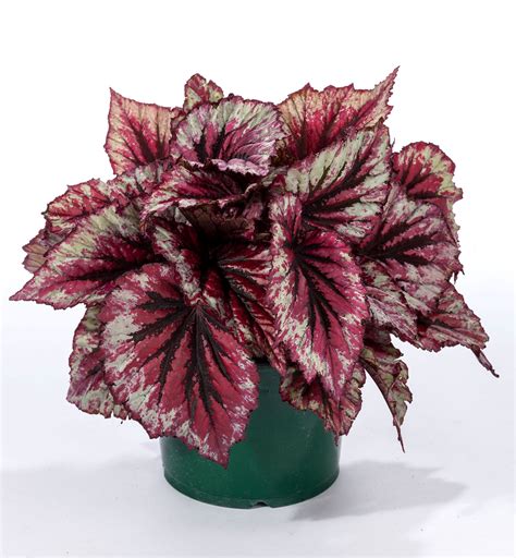Begonias - Rex | Flowers - Annuals | Scheeringa Farm