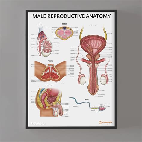 Anatomy Of Male Genitalia The Ultimate Breakdown Guide To Male Genital Anatomy Exploring The Anatomy Of Male Genitalia Top 5 Parts Of The Male Genital Anatomy Exploring The Anatomy Of Male Genitalia How Anatomy Of Male Genitalia Works Inside And Out