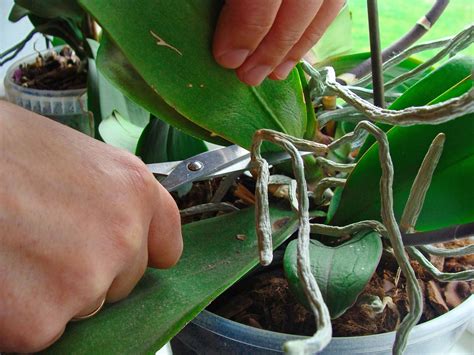 How to Prune an Orchid - Step by Step Guide | Brilliant Orchids | Pruning orchids, Orchid leaves ...