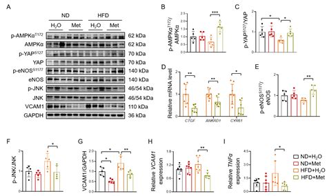 AMPK-Dependent YAP Inhibition Mediates the Protective Effect of ...