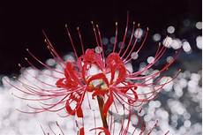 nomi fiori giapponesi lycorus radiata higanbana higanbana il fiore rosso nomi fiori giapponesi lycorus radiata higanbana higanbana il fiore rosso