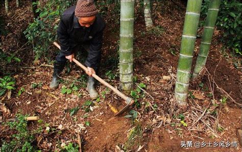 挖竹筍的方法，用這三個尋筍挖筍技巧，保證一挖一個準 - 每日頭條