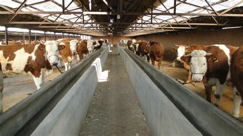 东北黄牛养殖场，东北黄牛养殖中心，东北黄牛养殖户_吉林亿达养殖场