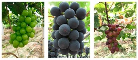 Grape Berry Detection and Size Measurement Based on Edge Image ...