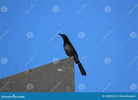 Birds and Urban Environments. Quiscalus Mexicanus, Male. Guatemala City ...