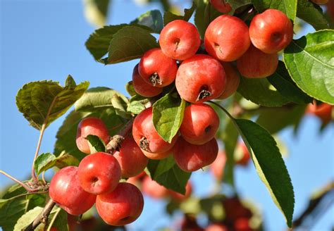 7 Yarrow Companion Plants (and 2 to Avoid)