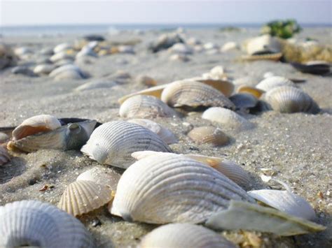 Image result for SC Shells