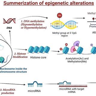 DNA Modification 的图像结果