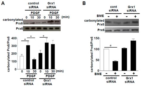 Oxidant-Mediated Protein Amino Acid Conversion