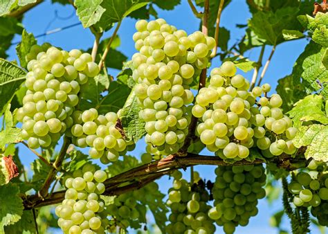 Grapes: Planting, Growing, and Harvesting Grape Vines | The Old Farmer ...