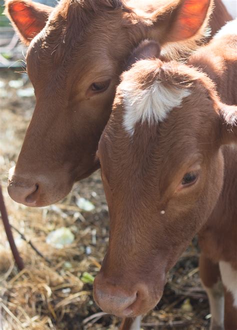 Weekend Adventure: Tilden Little Farm in Berkeley - Far Out City