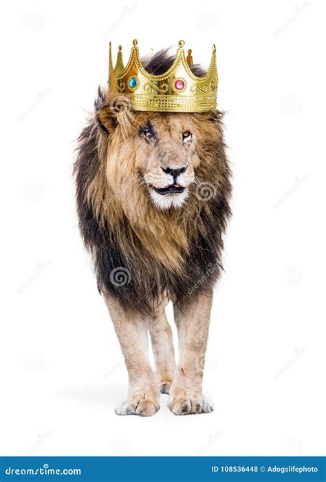 Is Lion King Of The Jungle at Andrew Corby blog