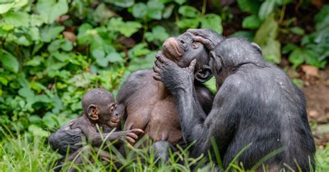 Image result for Chimp Learn Sign Language