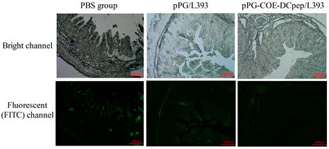 Oral Immunization against PEDV with Recombinant Lactobacillus casei ...