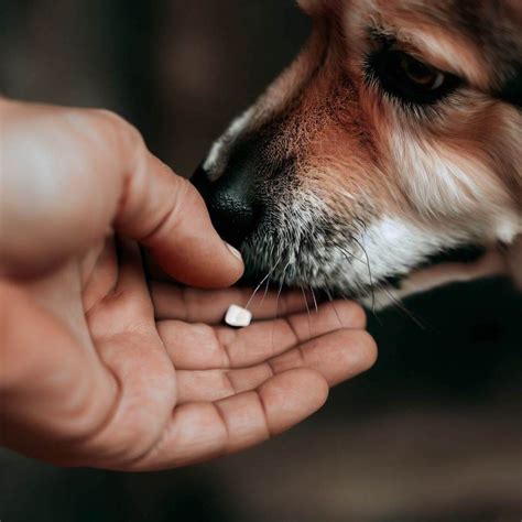 Cool Drawings of Dogs 的图像结果