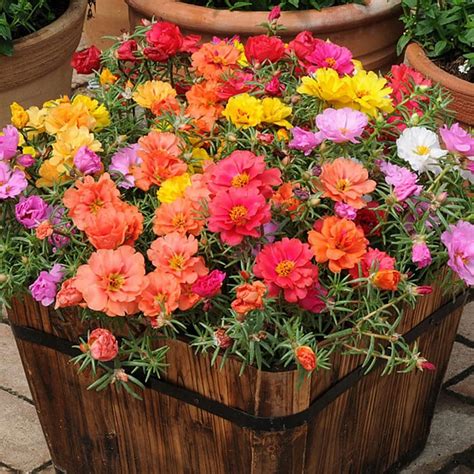 Creative Farmer Pathumani Chedi (Portulaca) Moss Rose Suitable For ...