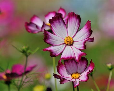 Colorful Cosmos-1 | 花, 色とりどり, 撮影