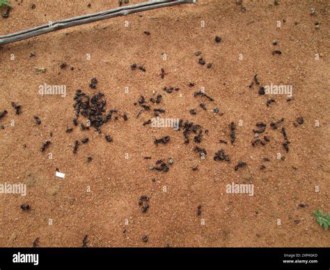 African stink ant (Paltothyreus tarsatus) Insecta Stock Photo - Alamy