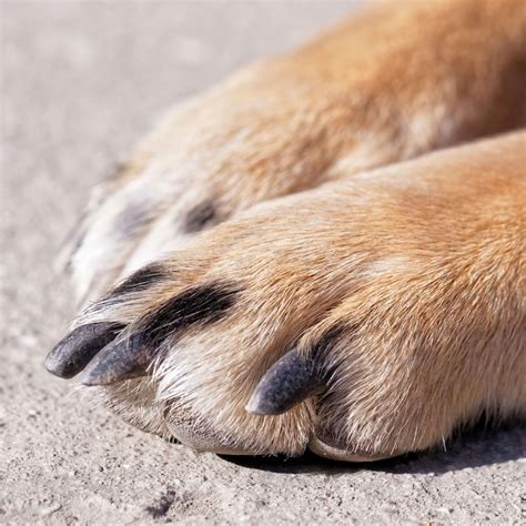 Can Cats Eat Turkey? A Veterinarian Shares 5 Big Risks - Parade Pets