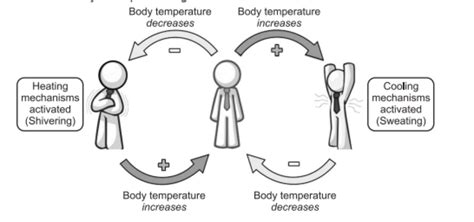 Image result for Negative Feedback Ecosystem
