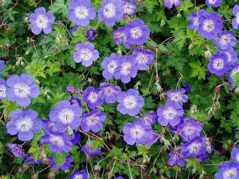 Geranium Rozanne Flowers at Julio Baily blog