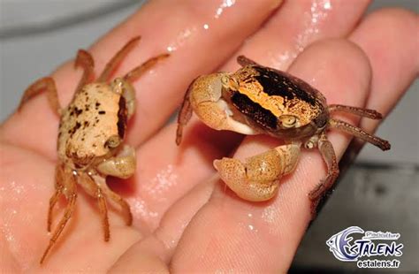 Batik Crab – Best4Pets