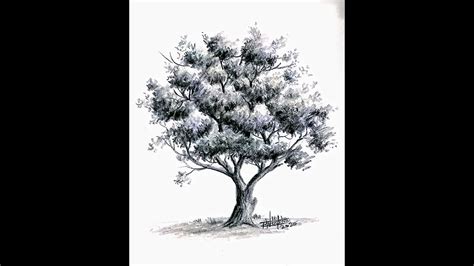 Tree Drawing Shading 的图像结果