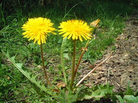 Forest Forestal: Diente de león