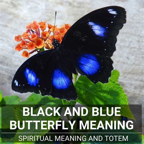 Black And Blue Butterfly Meaning: Spiritual Symbolism & Power