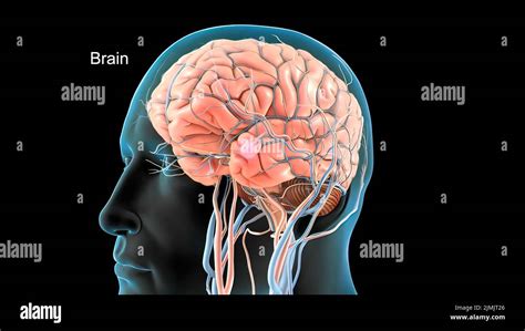 Rezultat imagine pentru Human Simulation Training