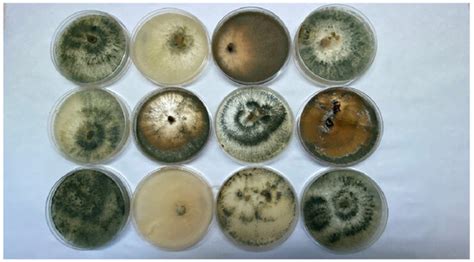 Trichoderma spp. Improves Flowering, Quality, and Nutritional Status of ...