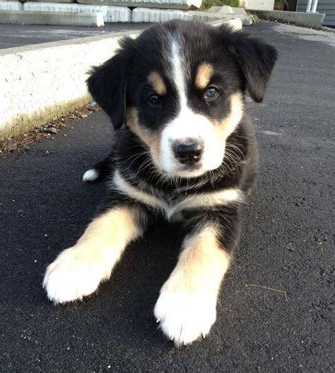 Labrador Cross Bernese Mountain Dog For Sale at Alvin Cleopatra blog