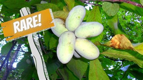 Rare Tropical Fruit Trees 的图像结果