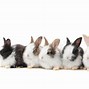 Image result for Two Cute Rabbits