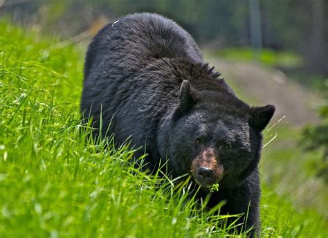 [100+] Black Bear Wallpapers | Wallpapers.com