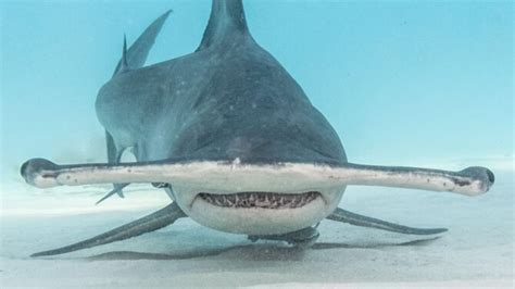 Image result for Terrifying Deep Sea Fish