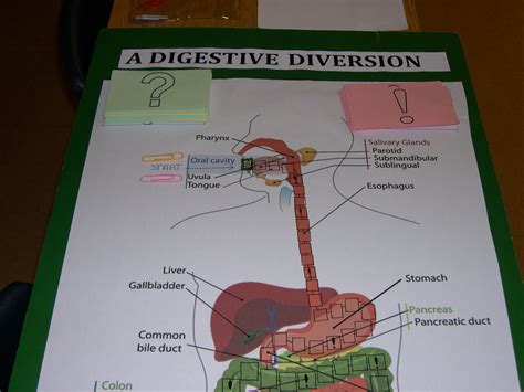 Bronxville AP Biology: Senior Projects After AP Exam