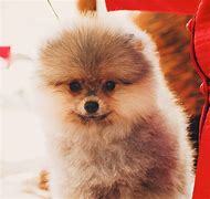 Image result for Pomeranian Cute Girl Puppies