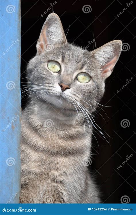 Blue tabby cat at the door stock photo. Image of barn - 15242254