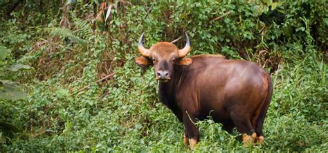 5 Reasons to Plan a Tour to Nagarhole National Park