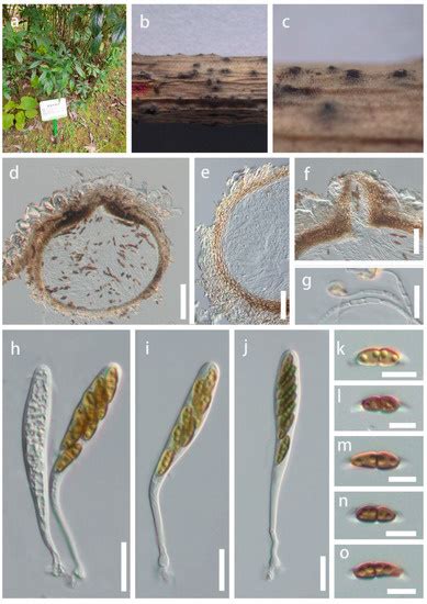 Morphology and Phylogeny Reveal Three Montagnula Species from China and ...