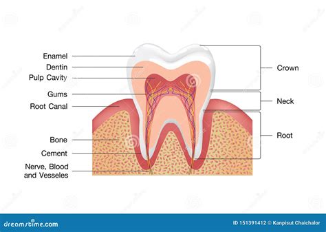 Tooth Gums Illustration Cartoon Vector | CartoonDealer.com #221380965