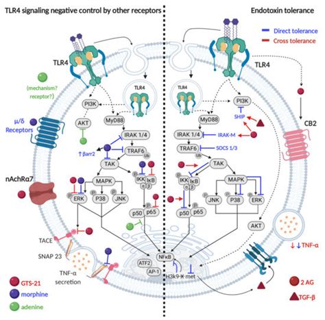 Signal Transduction Pathways Activated by Innate Immunity in Mast Cells ...